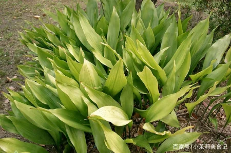 端午节，农村常见的15种“树叶”都能包粽子，味道清新，涨知识了-怎样用一片叶子包粽子